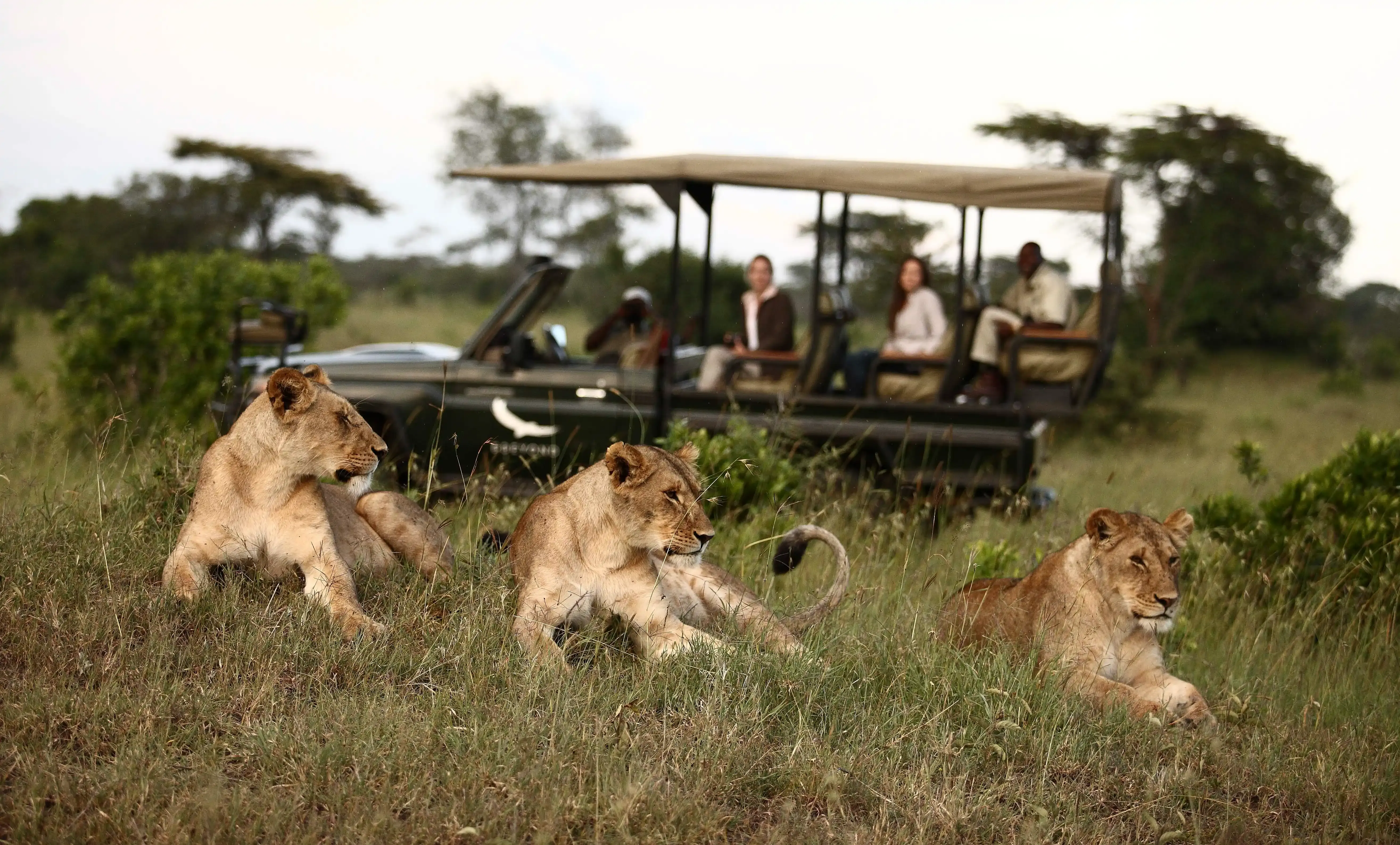 tanzania-leoes-carro