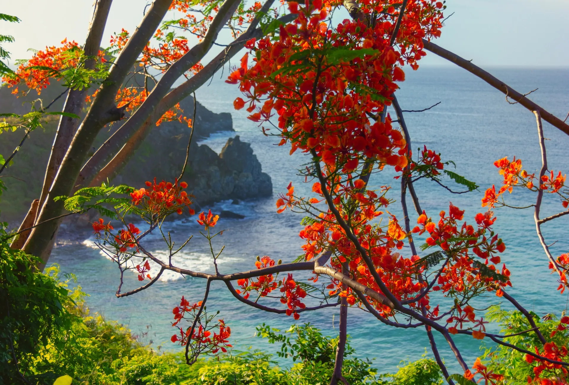 brasil-noronha-arvore
