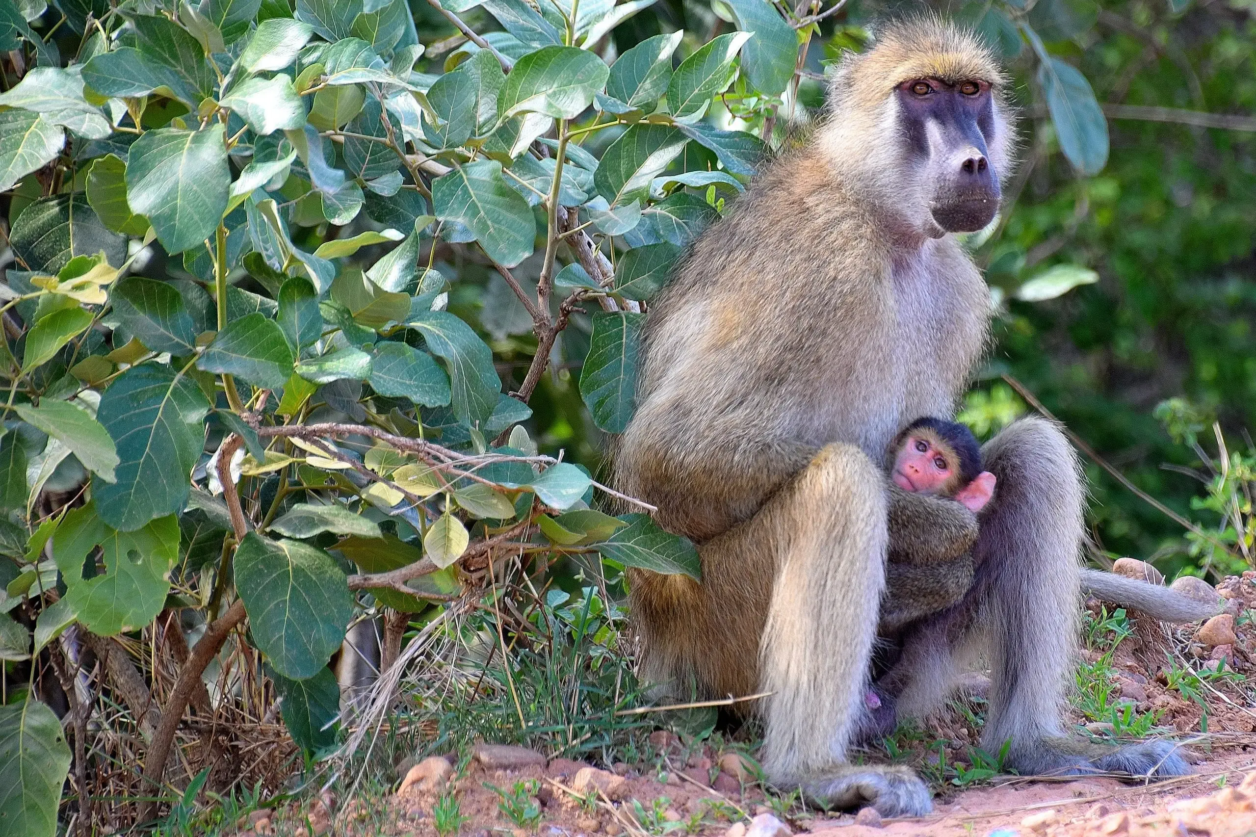 zambia-familia-macaco