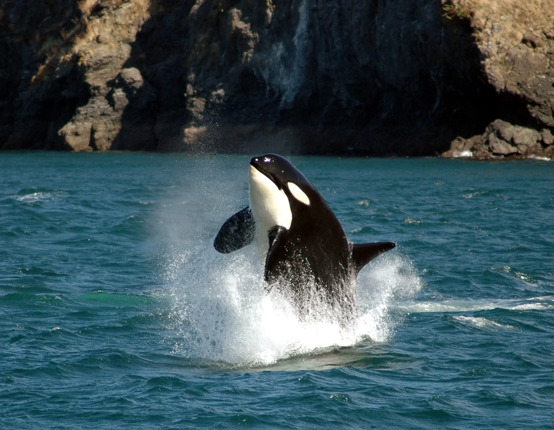 Orca na Ilha de Vancouver, Canadá
