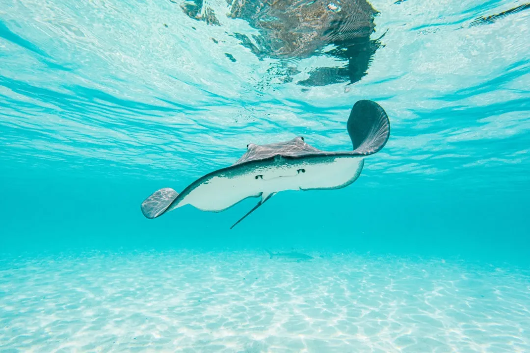 Arraia em Moorea, na Polinesia Francesa