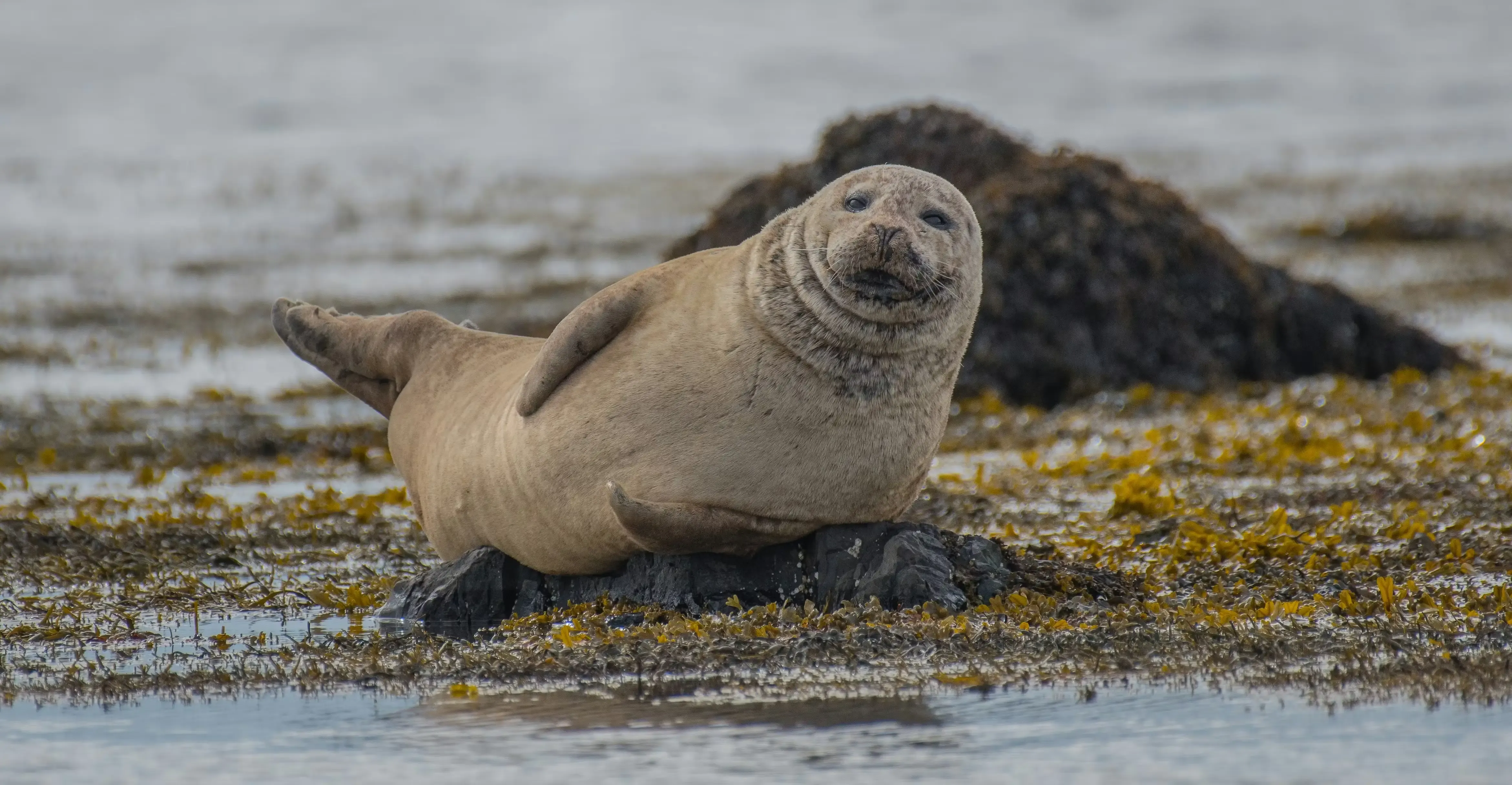 Foca na praia Ytri Tunga, Snaefellnes, Islândia