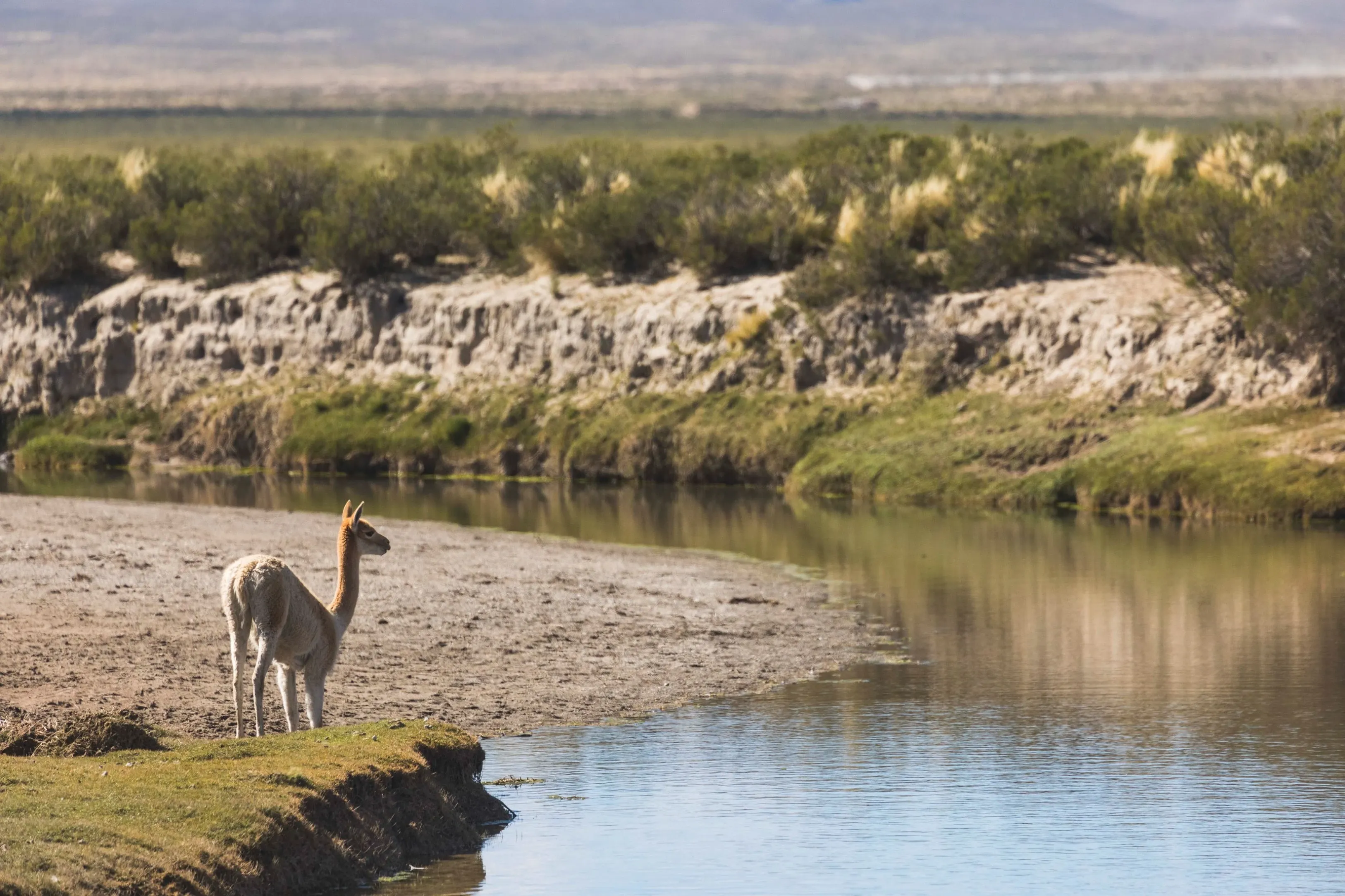Vicunha olhando pra lago, Argentina