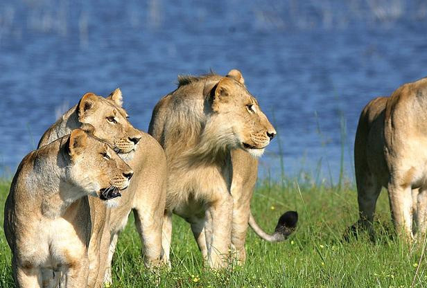 Safári em família em Botswana by AndBeyond