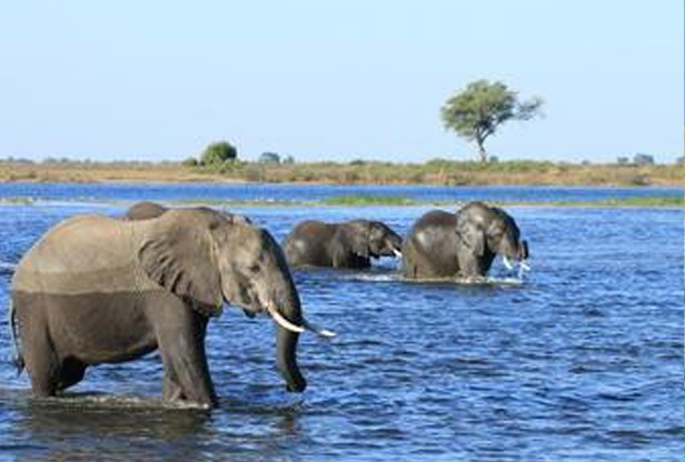 Safári em família em Botswana by AndBeyond