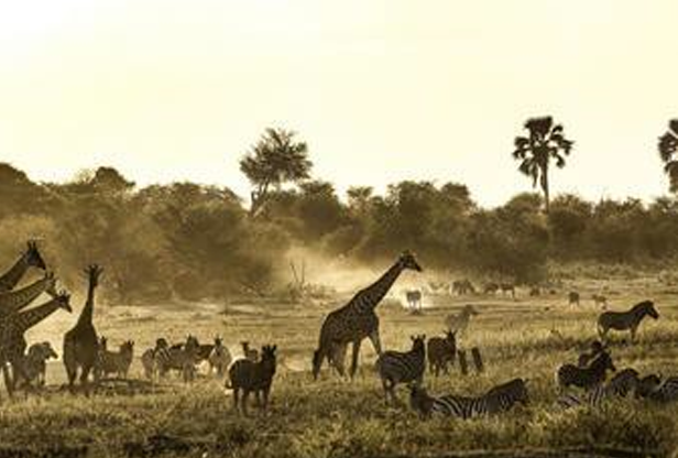 Cape Town e Safari no Parque Nacional Marakele
