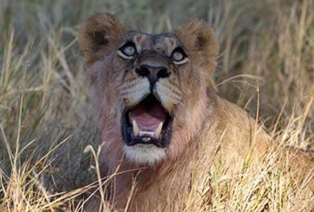 Safári em família em Botswana by AndBeyond