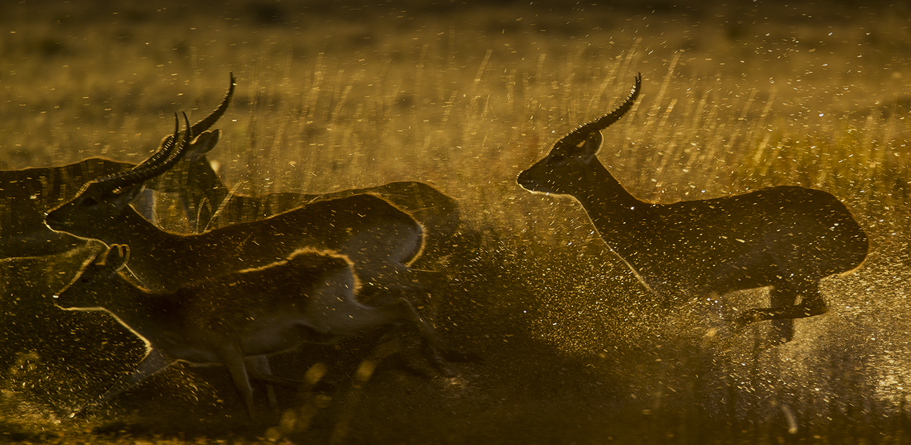 Botswana e Zimbabue by Great Plains Conservation