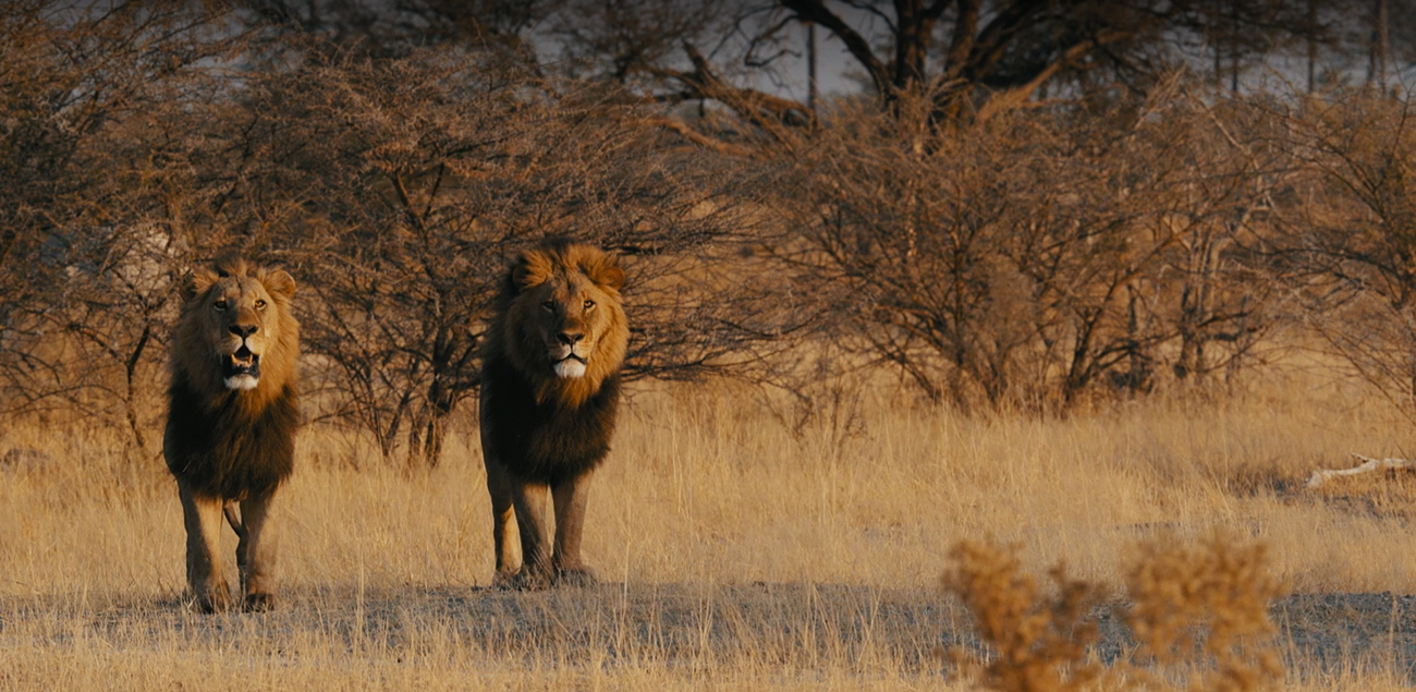 Botswana by Great Plains Conservation