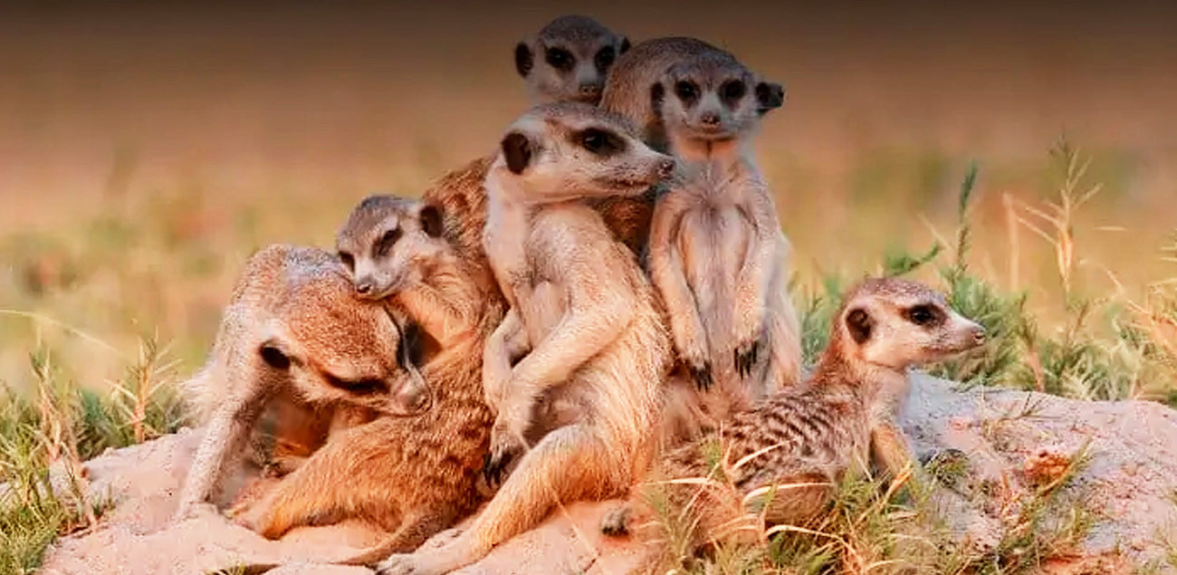 Botswana Rhino com Safari em Makgadikgadi