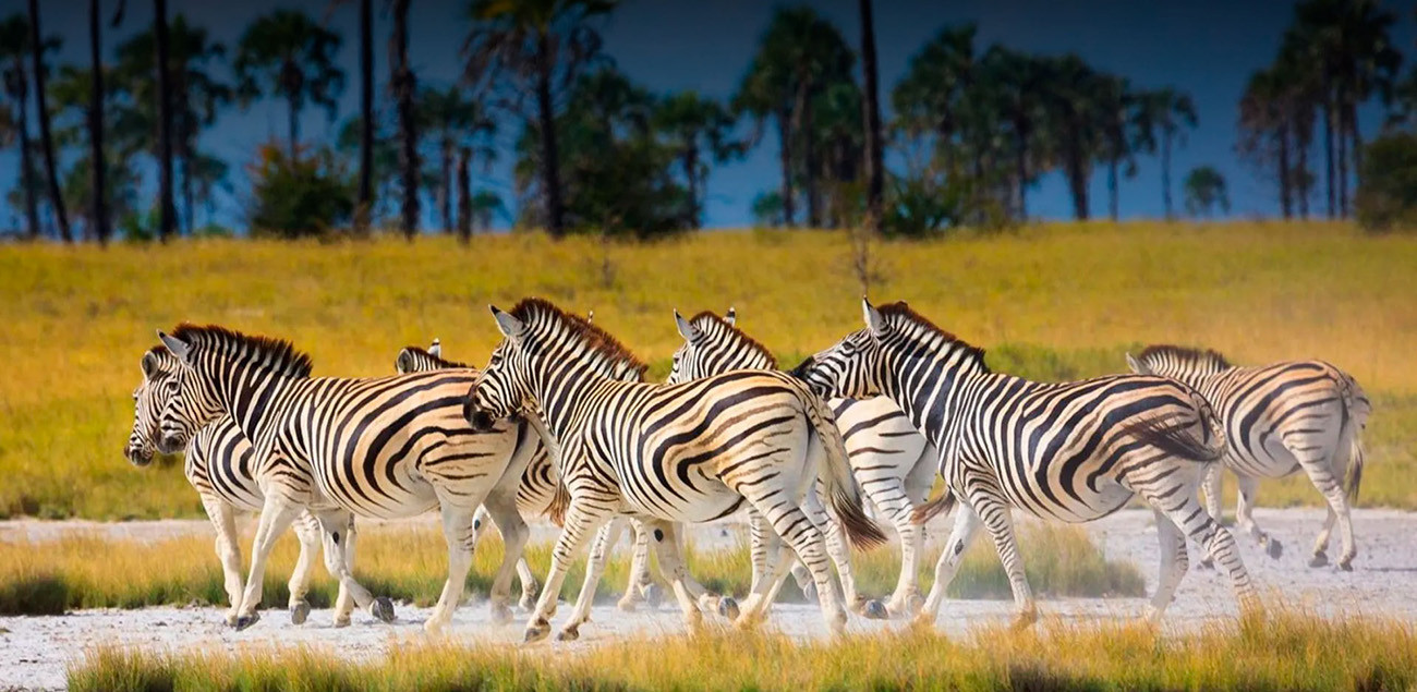 Botswana Rhino com Safari em Makgadikgadi