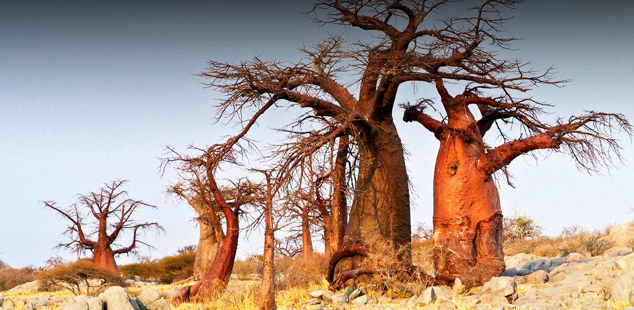 Botswana Rhino com Safari em Makgadikgadi