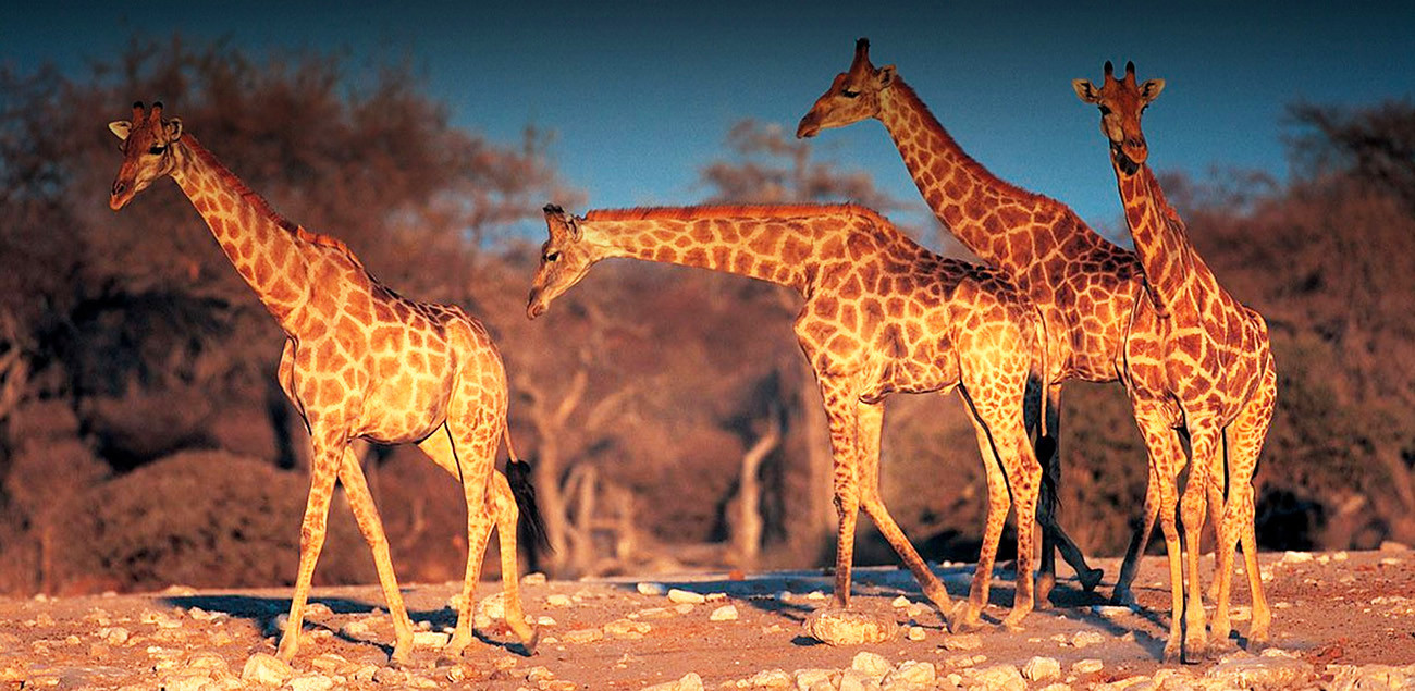 Botswana Rhino com Safari em Makgadikgadi