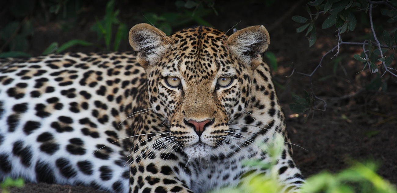 Maravilhas de Botswana