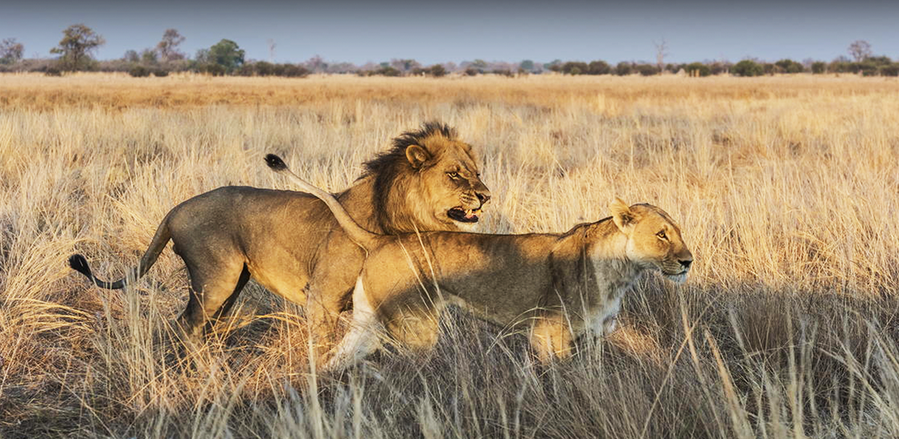 Maravilhas de Botswana