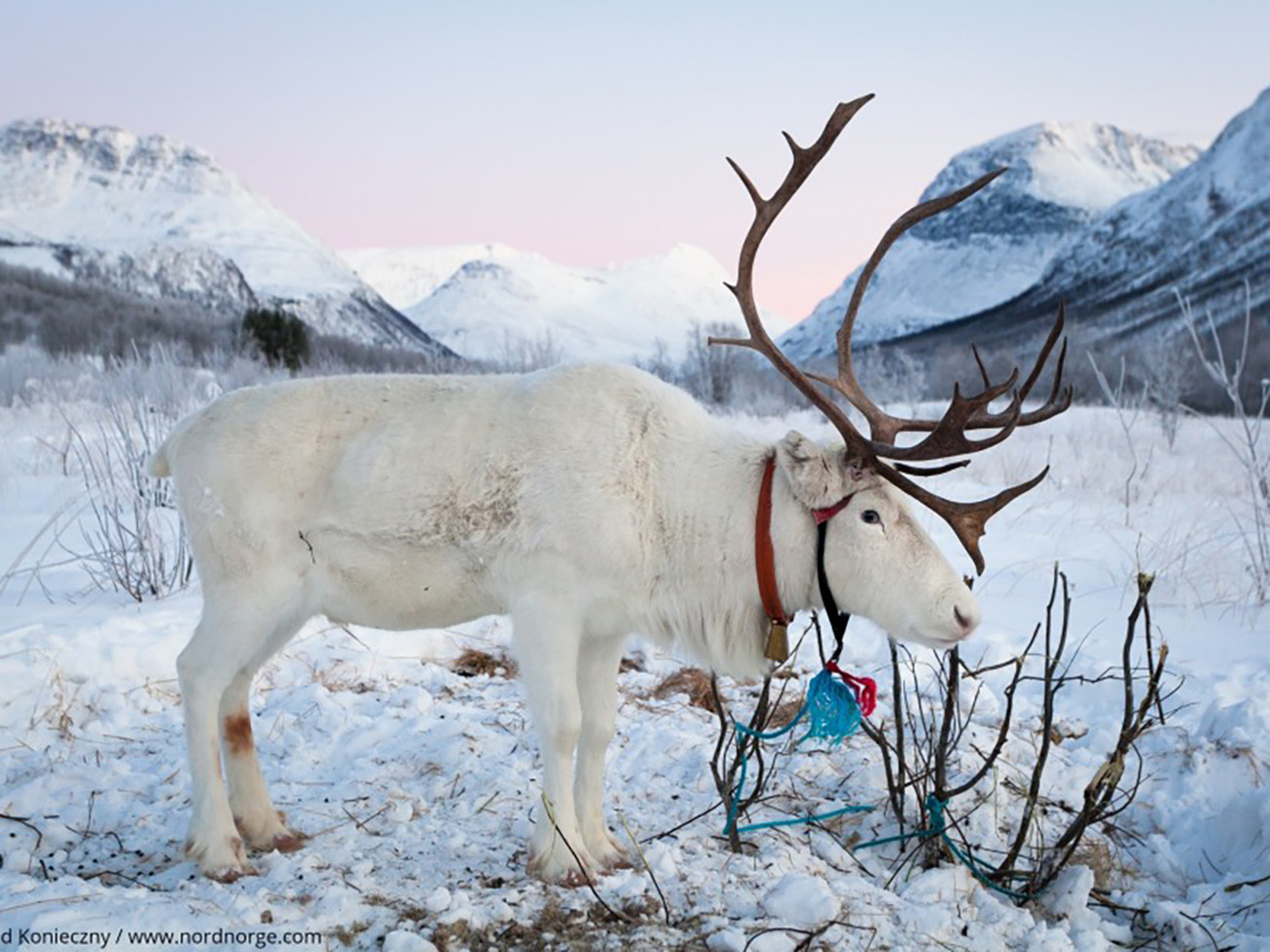 Artico Magico - Tromsø e Lofoten