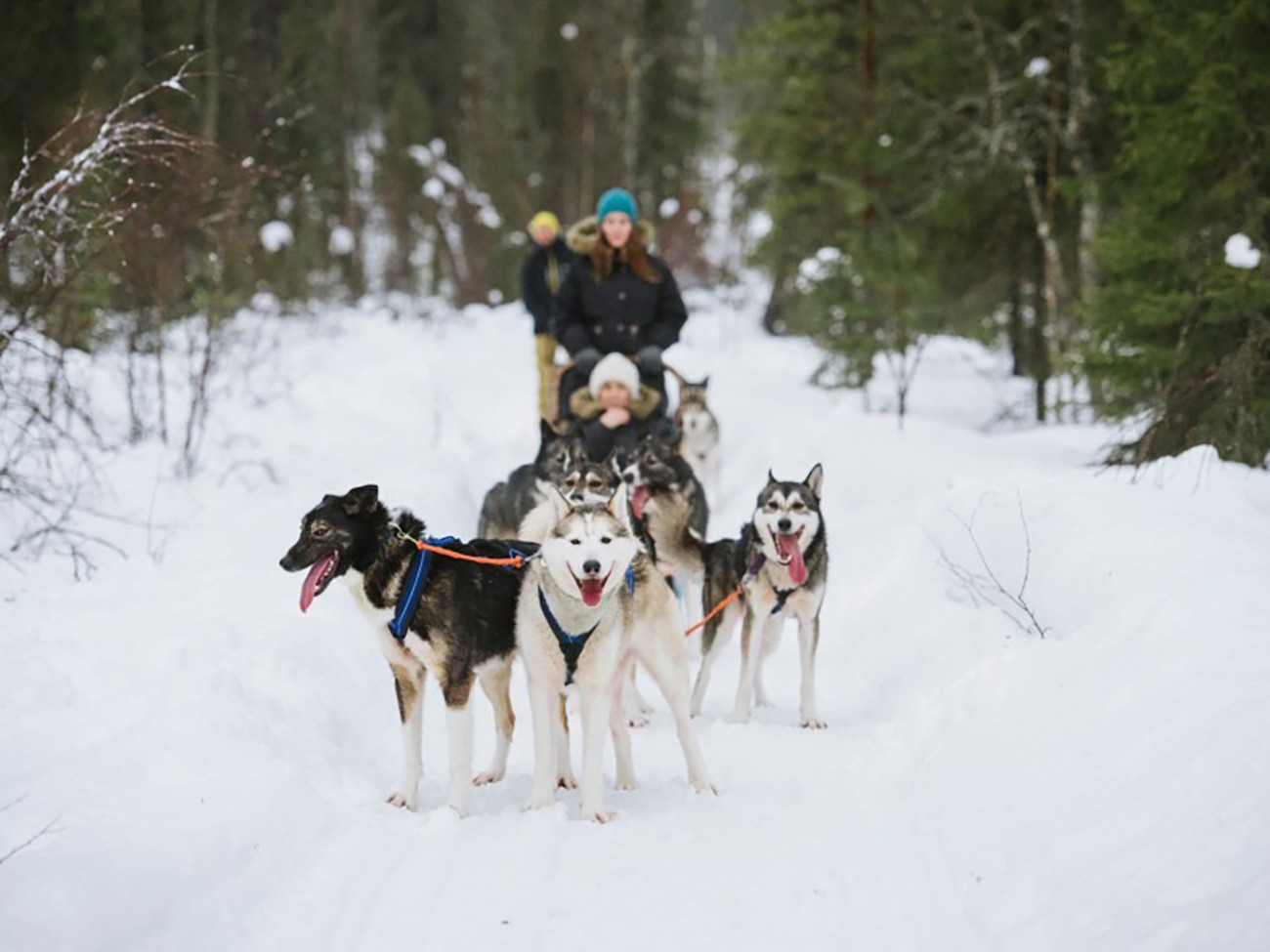 Aurora Boreal e Sabores Árticos Levi Luxury