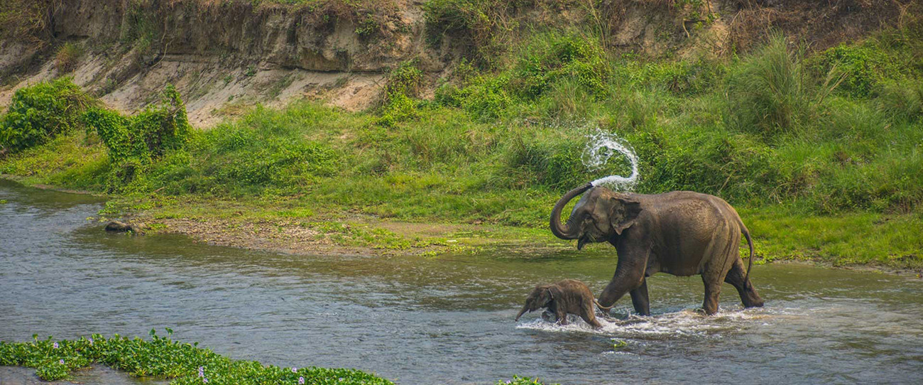 Nepal Templos e Safári