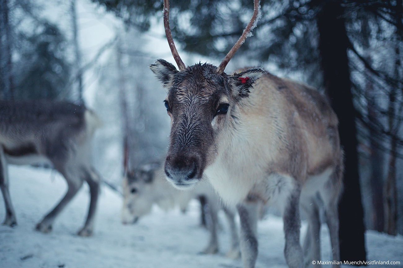 Aurora Boreal e Sabores Árticos Levi Luxury
