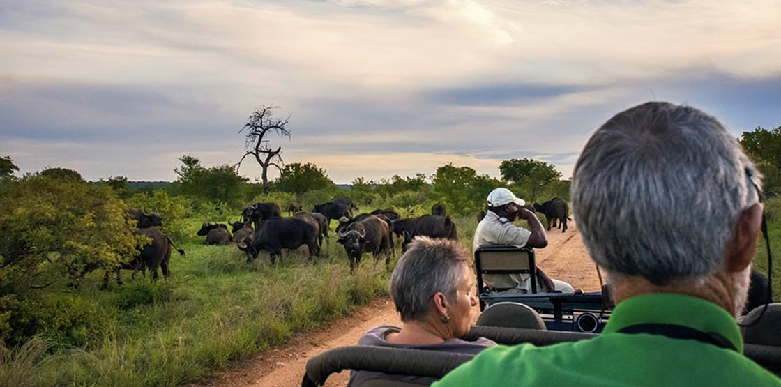 Cape Town & Safári na Reserva Privativa Shamwari