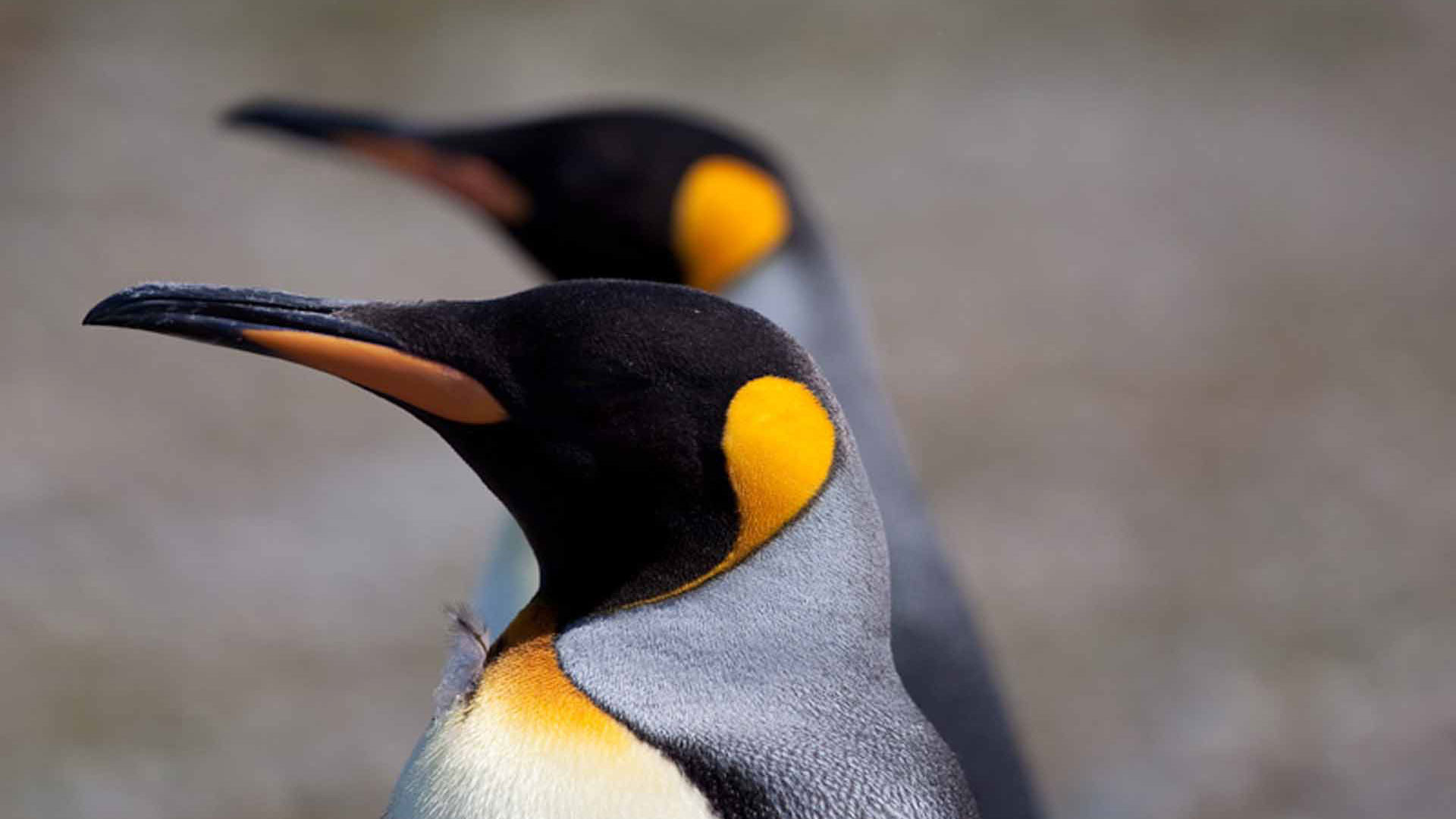 Expedições Antartica 