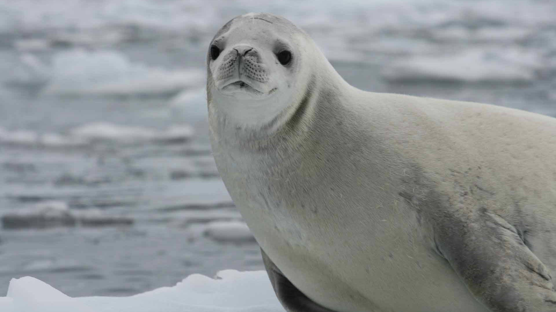 Expedições Antartica 