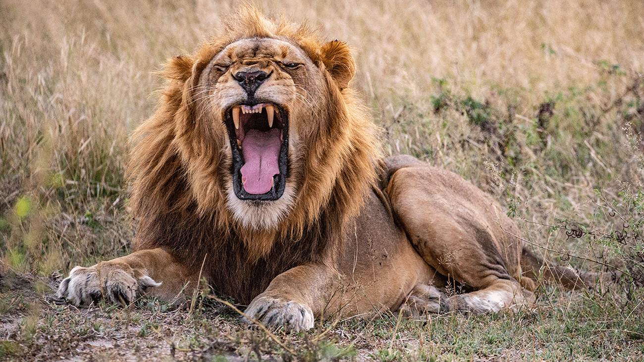 Aventura Wild Child na África Austral