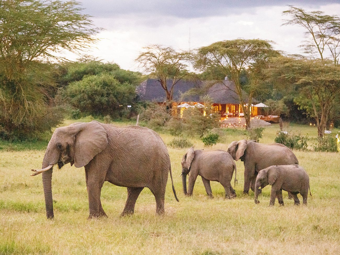 Safari Luxury no Mara Bushtops