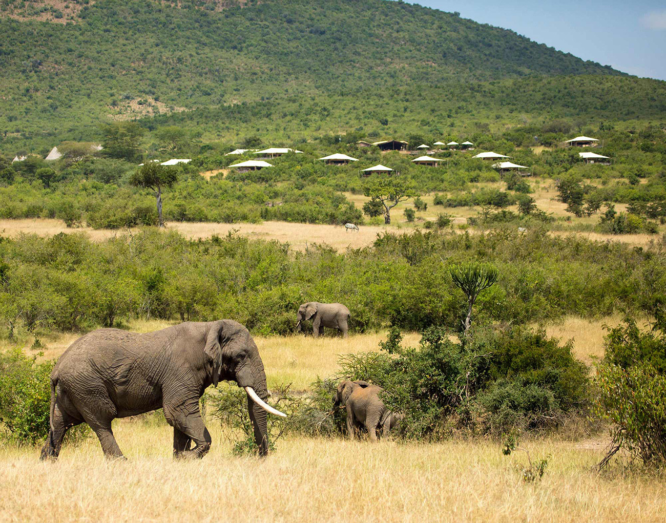 Safari Luxury no Mara Bushtops