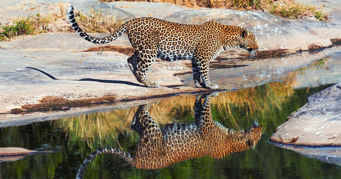 Safári Deluxe no Mara Plains Camp