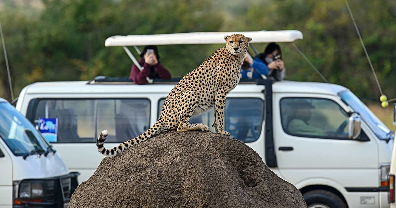 Safári Deluxe no Mara Plains Camp