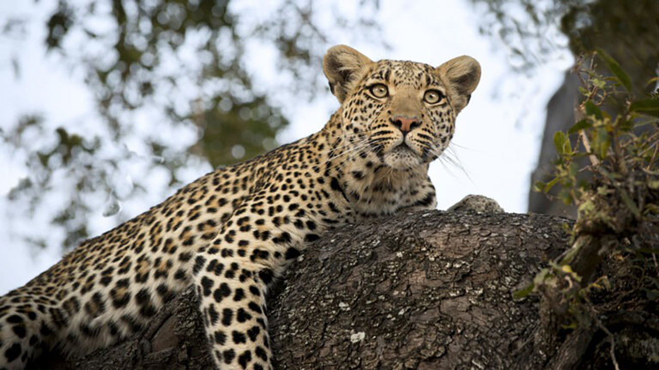 África Austral Luxury com Sáfaris, Delta e Cape Town