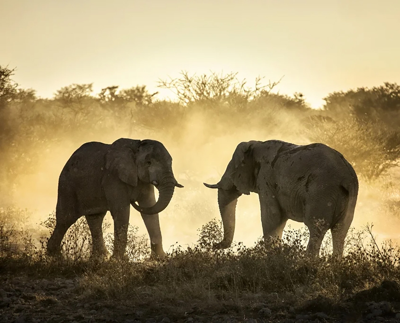 Safari de Luxo em Cataratas Vitória e Delta do Okavango