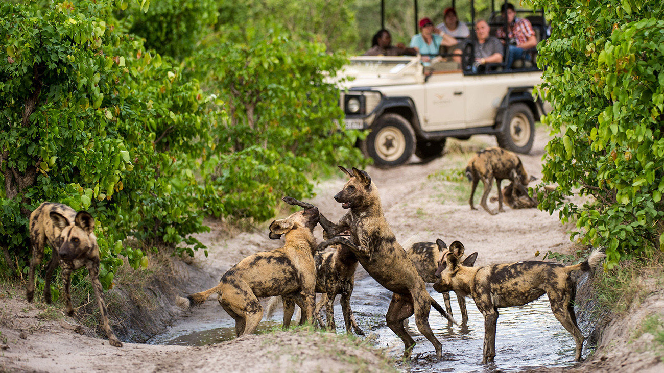 Safari de Luxo em Cataratas Vitória e Delta do Okavango