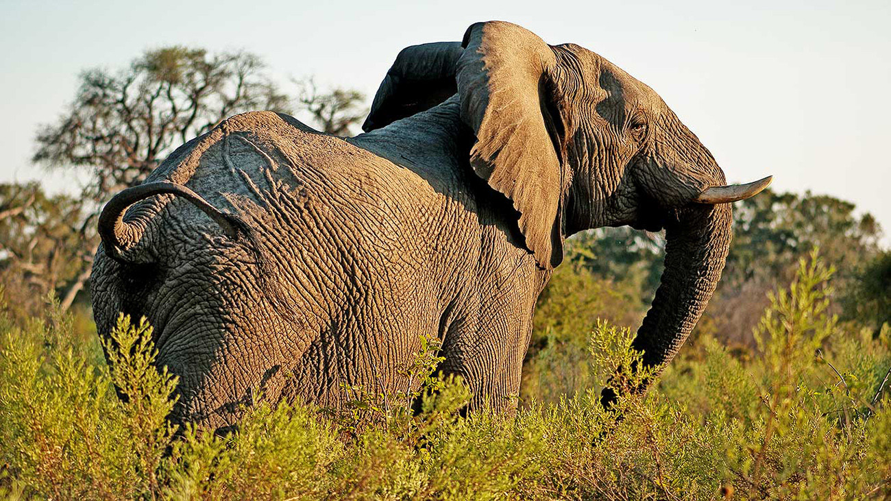 Tanzânia Dourada e Azul