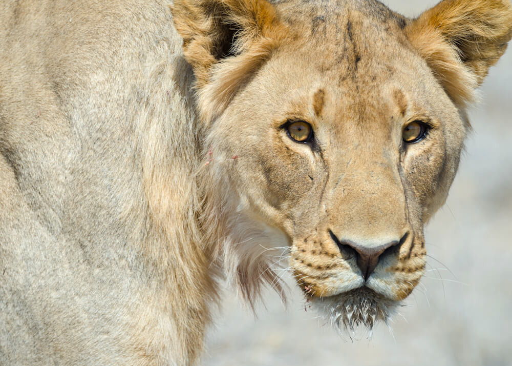 Explore Namibia by Road