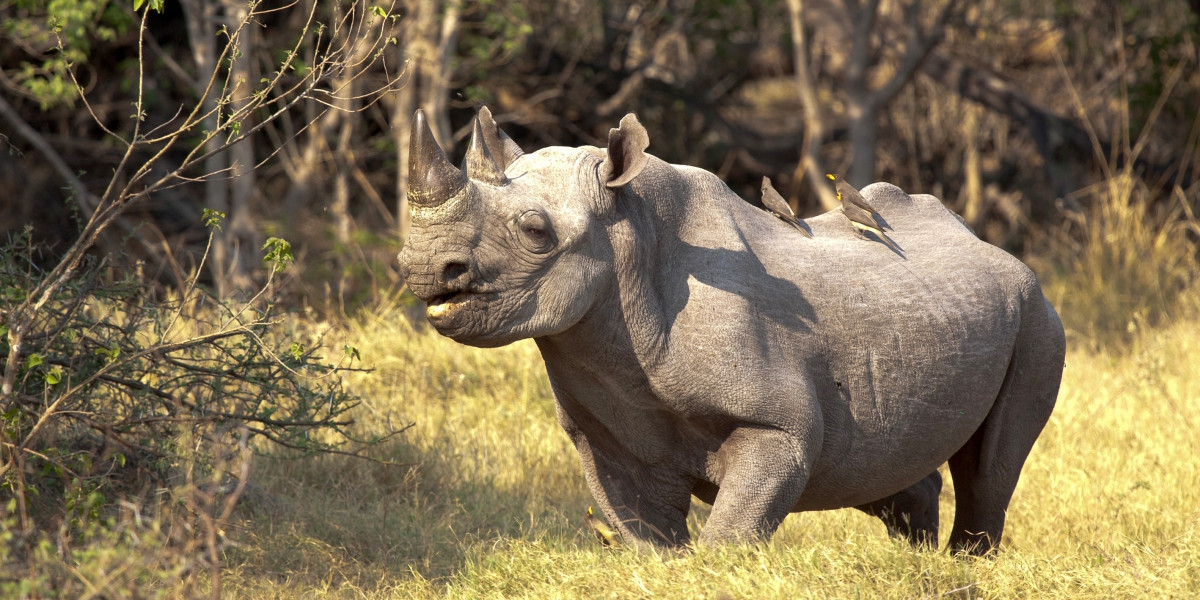 Best of Botswana