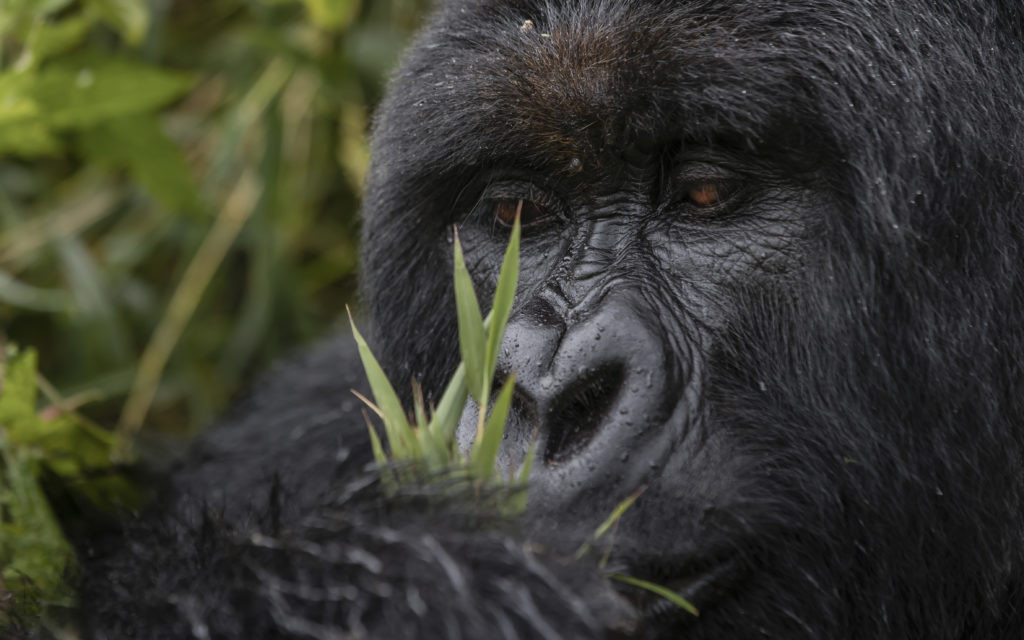 Ruanda Kwitonda 