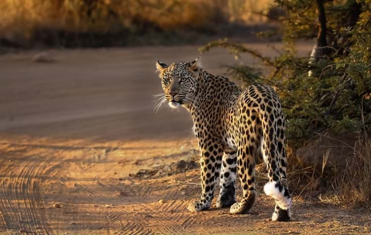 Primatas e Predadores 