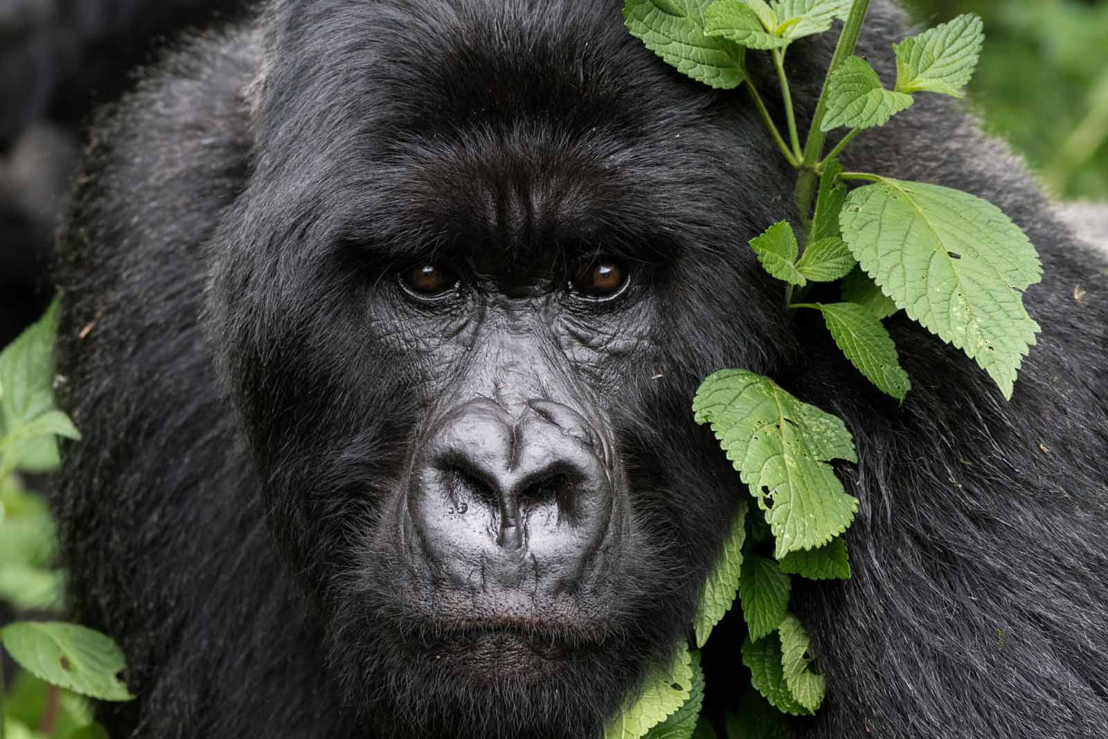 Ruanda Gorillas Nest