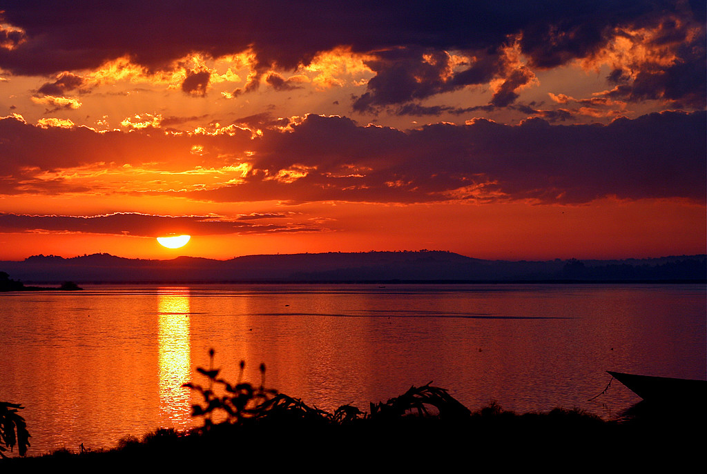 Clouds Mountain Gorilla 