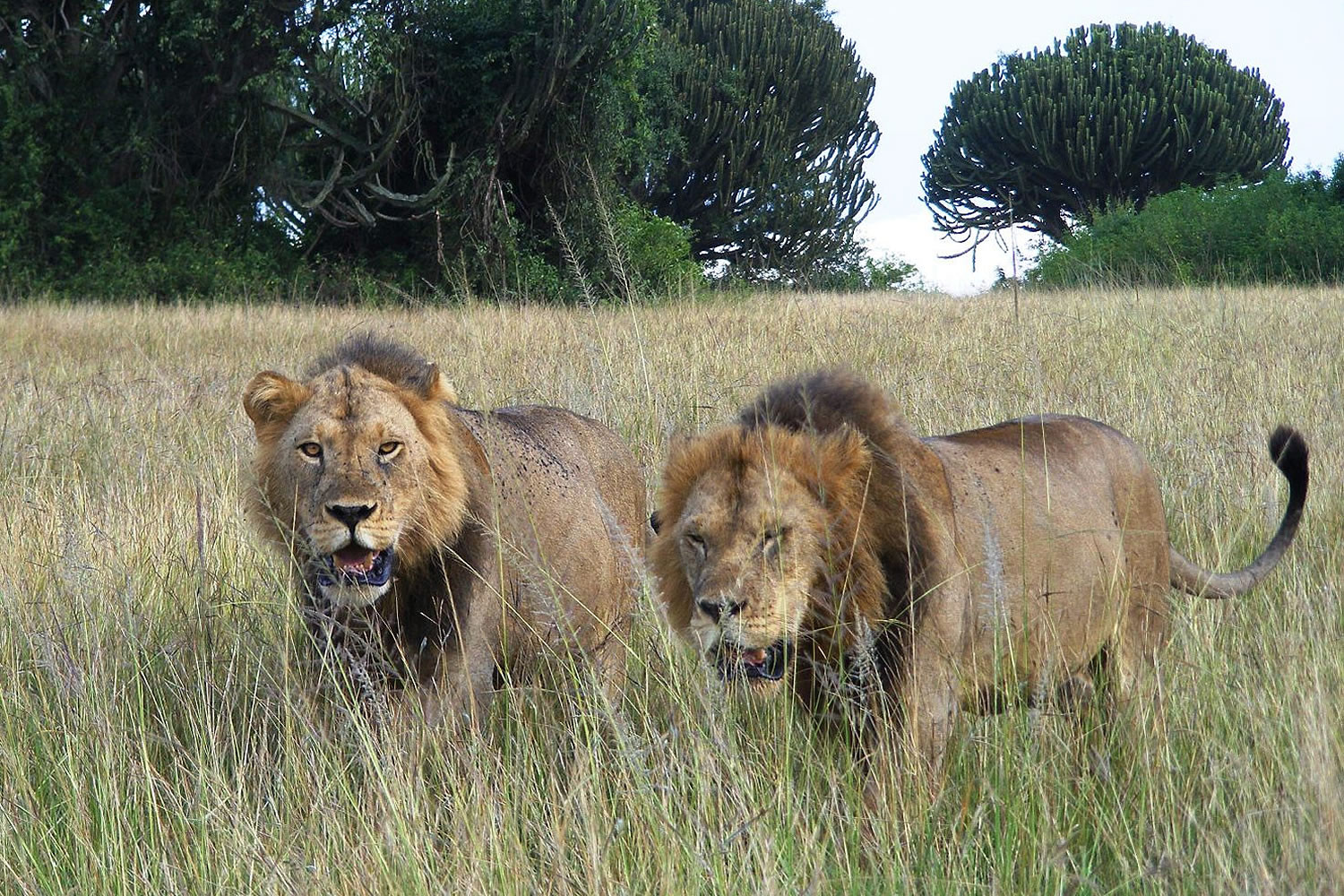 Ultimate Safari Uganda